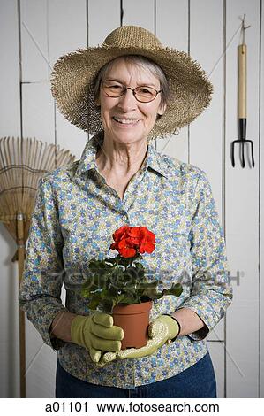 Portrait of an elderly woman holding a potted plant View Large Photo Image Stock Image - Portrait of an elderly woman holding a potted plant. Fotosearch