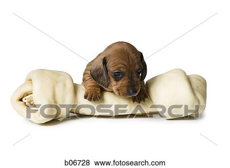 Puppy resting on rawhide bone View Large Photo Image Stock Photo - Puppy resting on rawhide bone. Fotosearch