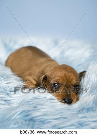 Puppy resting View Large Photo Image Stock Photograph - Puppy resting. Fotosearch