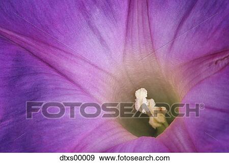 Purple flower View Large Photo Image Stock Photo - Purple flower. Fotosearch