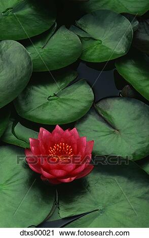 Stock Image - Red flower floating on lilypads. Fotosearch