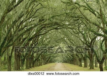 Shady road covered by trees View Large Photo Image Stock Image - Shady road covered by trees. Fotosearch