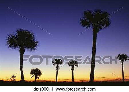 Stock Image - Silhouette of palm trees. Fotosearch