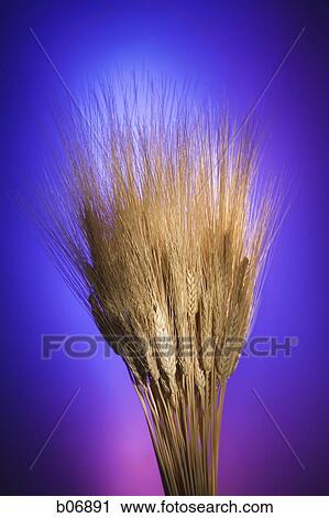 Stock Image - Strands of wheat. Fotosearch