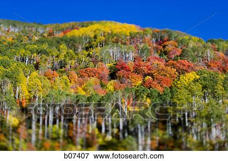 Trees on a hill displaying fall colors View Large Photo Image Stock Photo - Trees on a hill displaying fall colors. Fotosearch