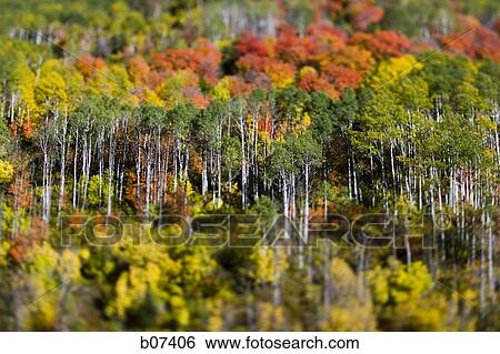 Trees on a hill displaying fall colors View Large Photo Image Stock Photograph - Trees on a hill displaying fall colors. Fotosearch