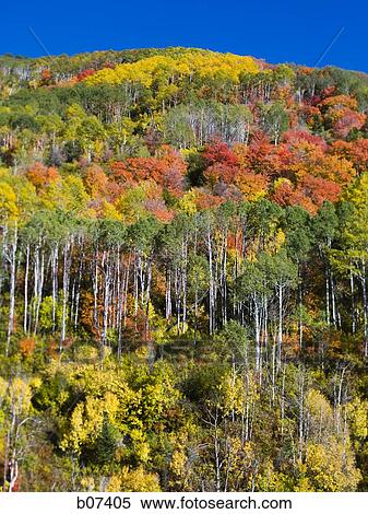 Trees on a hill displaying fall colors View Large Photo Image Stock Photography - Trees on a hill displaying fall colors. Fotosearch