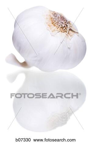 Whole garlic bulb View Large Photo Image Stock Image - Whole garlic bulb. Fotosearch