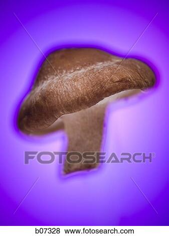 Whole mushroom View Large Photo Image Stock Photo - Whole mushroom. Fotosearch