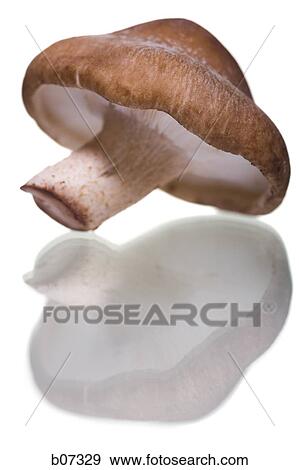 Whole mushroom View Large Photo Image Stock Photo - Whole mushroom. Fotosearch