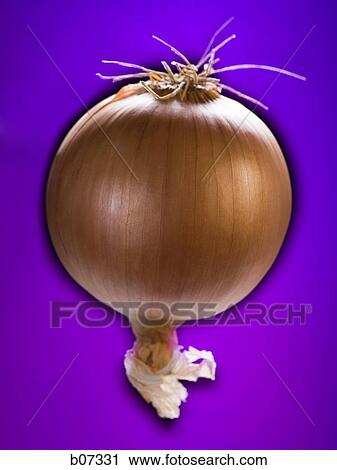 Stock Image - Whole onion. Fotosearch