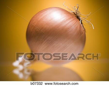 Whole onion View Large Photo Image Stock Image - Whole onion. Fotosearch