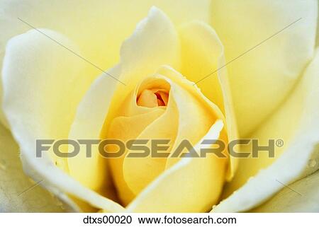 Stock Image - Yellow flower. Fotosearch
