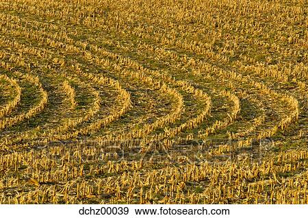 Aerial view of crop field View Large Photo Image Stock Photo - Aerial view of crop field. Fotosearch