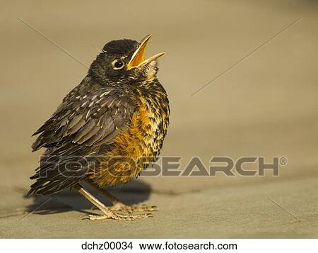 Baby bird View Large Photo Image Picture - Baby bird. Fotosearch