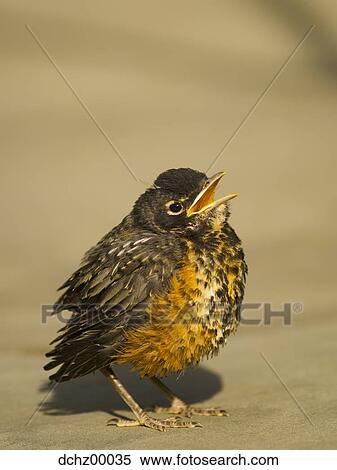 Baby bird View Large Photo Image Stock Photography - Baby bird. Fotosearch