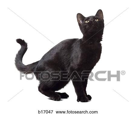 Black kitten View Large Photo Image Stock Photo - Black kitten. Fotosearch