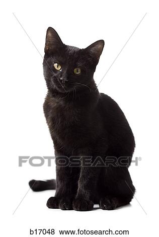 Stock Photo - Black kitten. Fotosearch