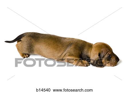 Brown and black puppy lying down View Large Photo Image Stock Image - Brown and black puppy lying down. Fotosearch
