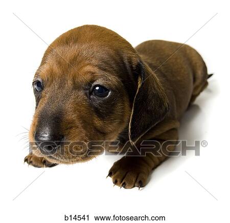 Brown and black puppy lying down View Large Photo Image Stock Image - Brown and black puppy lying down. Fotosearch