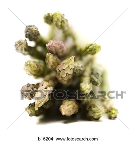 Bunch of asparagus spears close-up View Large Photo Image Picture - Bunch of asparagus spears close-up. Fotosearch