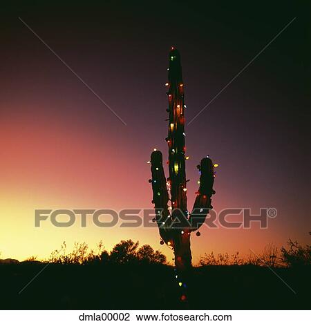 Cactus with Christmas lights View Large Photo Image Stock Image - Cactus with Christmas lights. Fotosearch