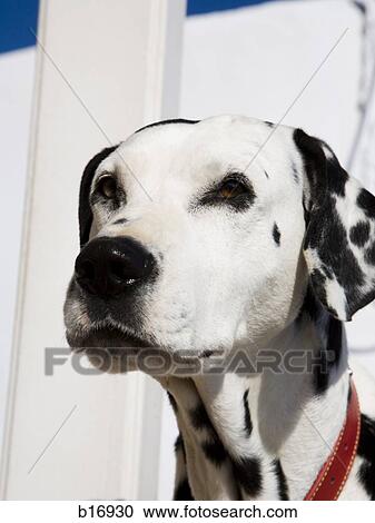 Stock Image - Closeup of Dalmatian. Fotosearch