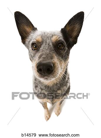 Stock Photo - Closeup of dog. Fotosearch