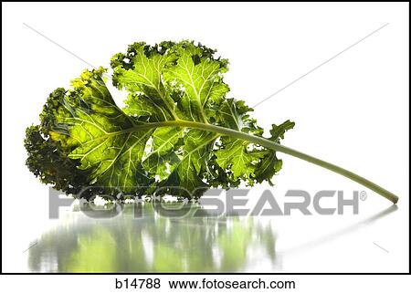 Closeup of herb View Large Photo Image Stock Photo - Closeup of herb. Fotosearch