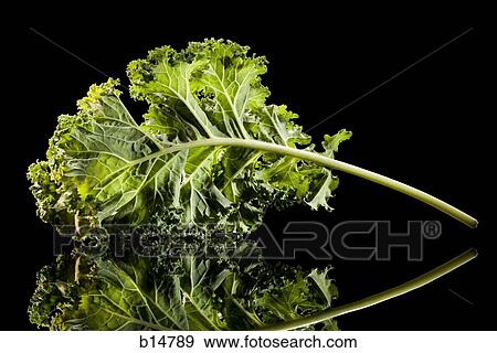 Closeup of herb View Large Photo Image Stock Photo - Closeup of herb. Fotosearch