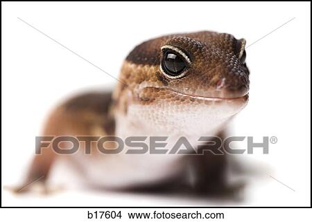 Closeup of lizard View Large Photo Image Picture - Closeup of lizard. Fotosearch