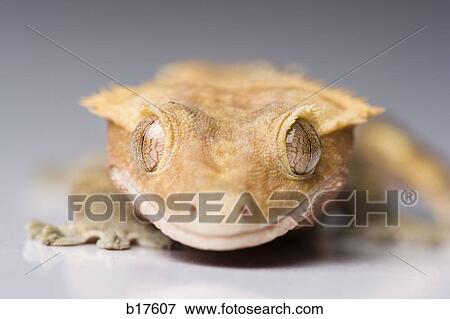 Closeup of lizard View Large Photo Image Stock Photo - Closeup of lizard. Fotosearch