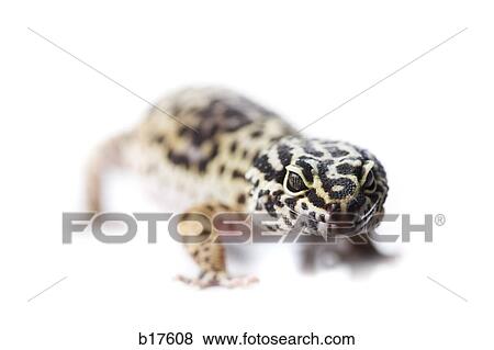 Closeup of lizard View Large Photo Image Stock Photo - Closeup of lizard. Fotosearch