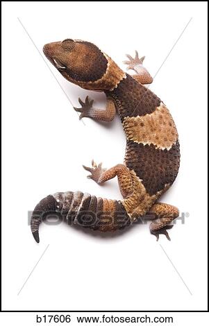 Closeup of lizard View Large Photo Image Stock Photograph - Closeup of lizard. Fotosearch