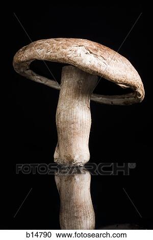 Closeup of mushroom with reflection View Large Photo Image Stock Image - Closeup of mushroom with reflection. Fotosearch