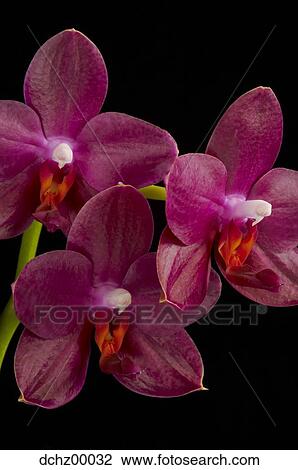 Closeup of orchids in bloom View Large Photo Image Stock Image - Closeup of orchids in bloom. Fotosearch
