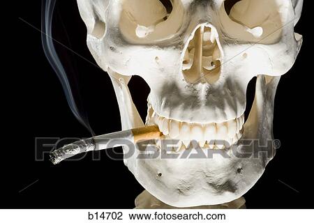 Closeup of skeleton smoking cigarette View Large Photo Image Stock Image - Closeup of skeleton smoking cigarette. Fotosearch