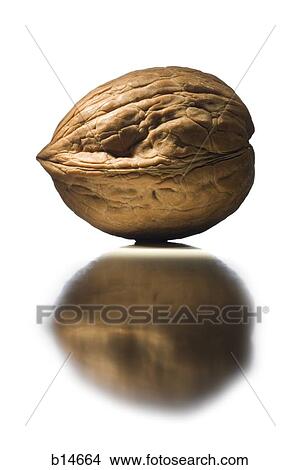 Closeup of walnut with reflection View Large Photo Image Picture - Closeup of walnut with reflection. Fotosearch