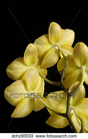Closeup of yellow orchids in bloom View Large Photo Image Stock Image - Closeup of yellow orchids in bloom. Fotosearch