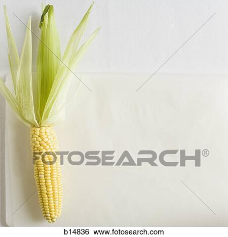Cob of corn View Large Photo Image Stock Photograph - Cob of corn. Fotosearch