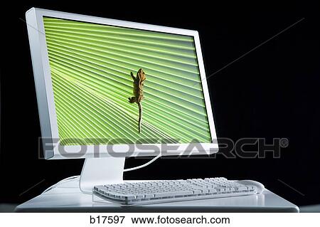 Stock Photo - Computer monitor with lizard. Fotosearch