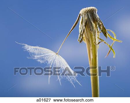 Dandelion seed and stem with blue sky View Large Photo Image Stock Photo - Dandelion seed and stem with blue sky. Fotosearch