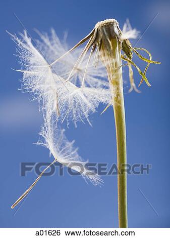 Dandelion seed and stem with blue sky View Large Photo Image Stock Photograph - Dandelion seed and stem with blue sky. Fotosearch