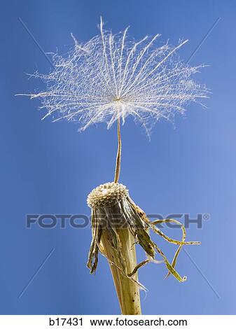 Detailed view of dandelion seed with blue sky View Large Photo Image Stock Image - Detailed view of dandelion seed with blue sky. Fotosearch