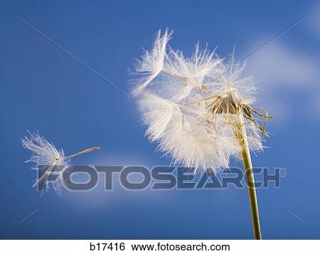 Detailed view of dandelion seed with blue sky View Large Photo Image Stock Photograph - Detailed view of dandelion seed with blue sky. Fotosearch