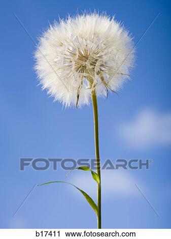 Detailed view of dandelion with blue sky View Large Photo Image Stock Image - Detailed view of dandelion with blue sky. Fotosearch