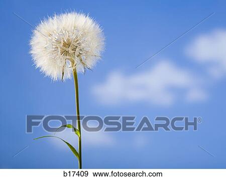Detailed view of dandelion with blue sky View Large Photo Image Stock Photo - Detailed view of dandelion with blue sky. Fotosearch