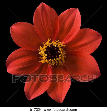 Picture - Detailed view of flower in bloom. Fotosearch
