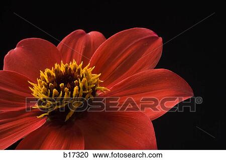 Detailed view of flower in bloom View Large Photo Image Stock Image - Detailed view of flower in bloom. Fotosearch