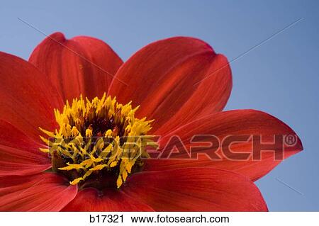Detailed view of flower in bloom View Large Photo Image Stock Image - Detailed view of flower in bloom. Fotosearch